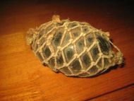 Gammel kavlkule brukt ved garnfiske i gamle dager Ble brukt til å halde garnet oppe i sjøen tidleg 1900 Dette er kule nr 24