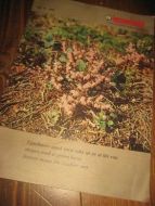 1970 nr 016 HUSMORBLADET