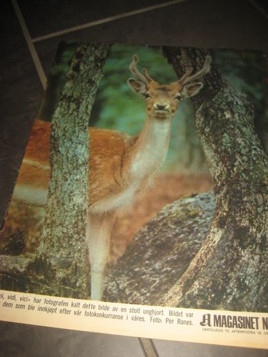 1969 nr 042 A MAGASINET