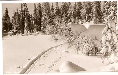 Vinter i Norge,               Mittet & Co, 806