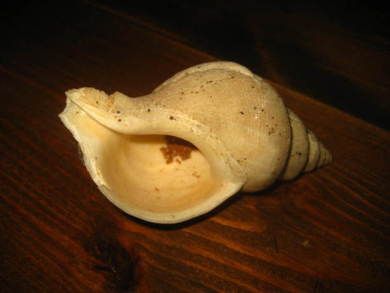 Konkylie ca 10 cm stor