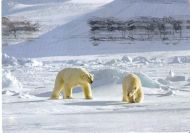 Svalbard. Isbjørnpar