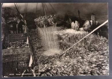 Norge storsildfisket- snurpenot