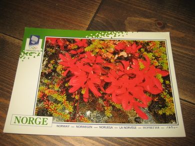 045 LOOC 1991 Fargeprakt i høstfjellet