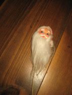 Eldre nisse for pynt i blomsterpotter etc