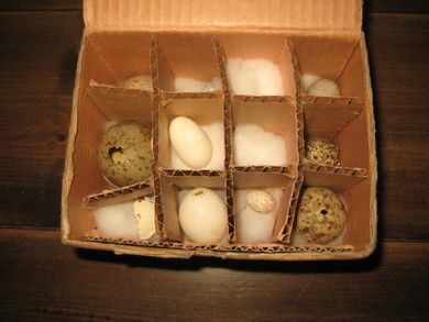 Lot med gamle fugle egg, ikkje sjekka valiteten nede i kassa. Sjå bildet. 