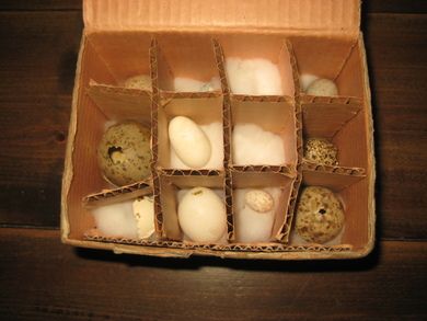 Lot med gamle fugle egg ikkje sjekka valiteten nede i kassa Sjå bildet