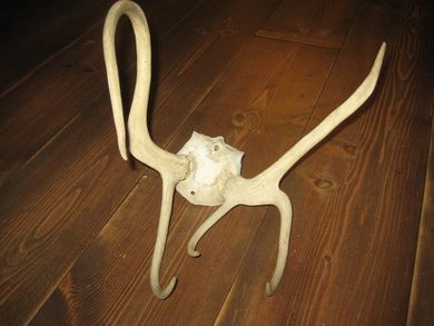 Pent reinsdyrhorn ca 30 cm høgt pent på veggen