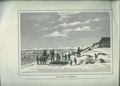 Flensning af en Sælhund 1883