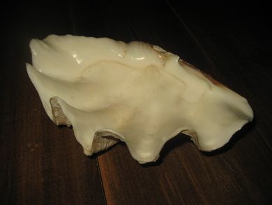 Pent skjell fra sydlege breddegrader ca 22 cm breitt