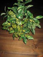 Plast blomster fra 60-70 tallet.