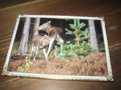 Pent bilde i glass og ramme Ca 18*13 cm stort