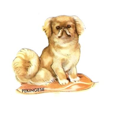 PEKINGESE