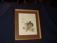 Mats Stage fuglebilder fra 60-70 tallet