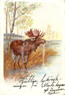 Pent kort, Elg ved vann, tidleg 1900