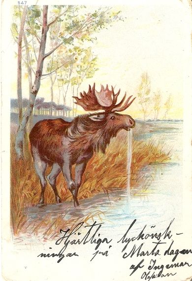 Pent kort, Elg ved vann, tidleg 1900