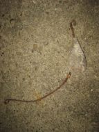 Gammelt fiskeredskap blysøkke til dorging 50 tallet