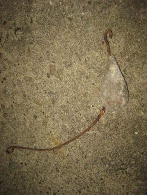 Gammelt fiskeredskap blysøkke til dorging 50 tallet