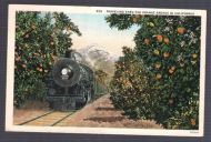 656 TRAVELING THRU THE ORANGE GROVES IN CALIFORNIA