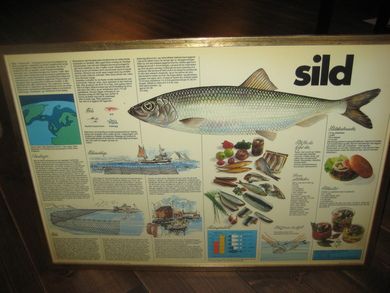 Bilde i glass og ramme motiv SILD ca 70*50 cm stort 60 tallet
