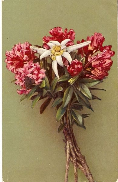 Rosekort fra tidleg 1900
