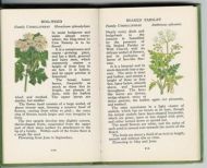 The observers book of wild flowers