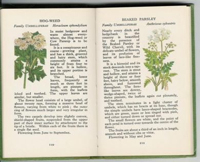 The observers book of wild flowers